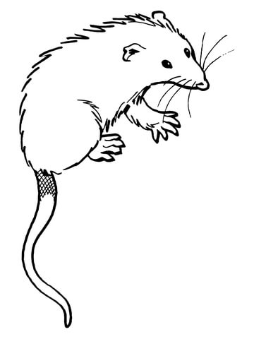 Virginia Opossum Coloring Page